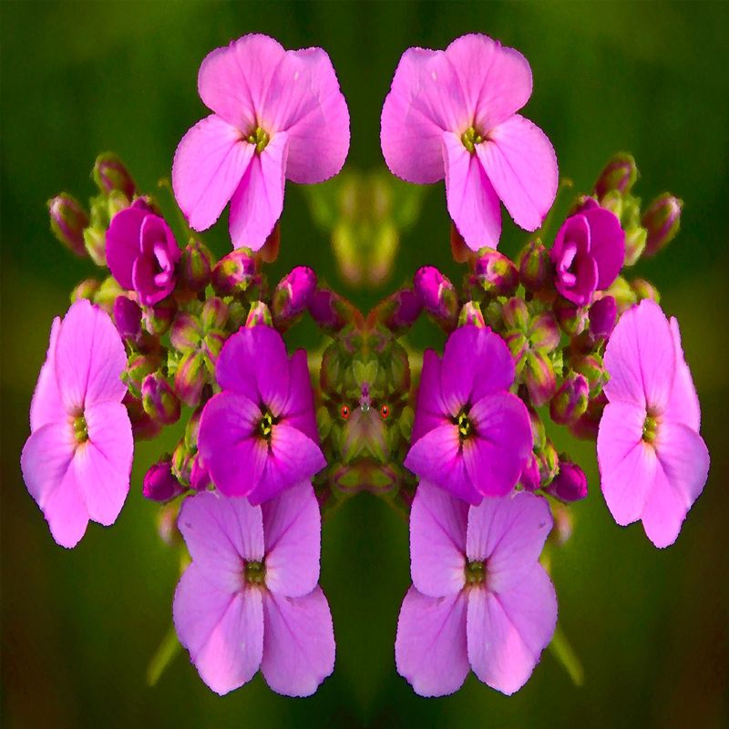 FlowerSentry.jpg :: Flowers have their fairies, but they need a sentry - and I think I had an inadvertent encounter with a lieutenant - It also works as a square - 