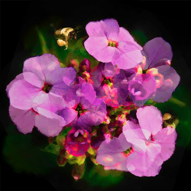 FlowersBee.jpg :: Flowers and Bees, they go together, one could not survive without the other. 