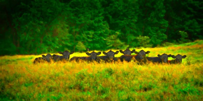Oh-o_.jpg :: On a back country road, somewhere in eastern Ohio, I got out of my Jeep to capture the images of an old barn.  Did you ever have that feeling you were being watched.  Well as I cautiously turned to see what was burning a hole in the back of my neck - I was greeted by this, I wonder if they reported me to their local homo-sapien watch group.