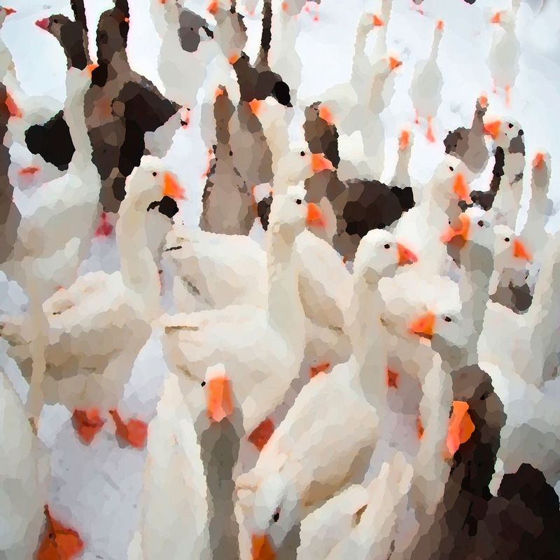 Quackers.jpg :: I pulled into this parking lot by the river and my vehicle was immediately surrounded by quackers - I'm was not sure of their intentions but their enthusiasm suggested they wanted fed, I had nothing to contribute to the gaggle so I snapped a couple of quick shots and moved on.
