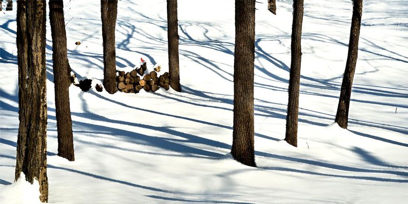 Sring_.jpg :: End of winter , spring is near - the cardinal says so.