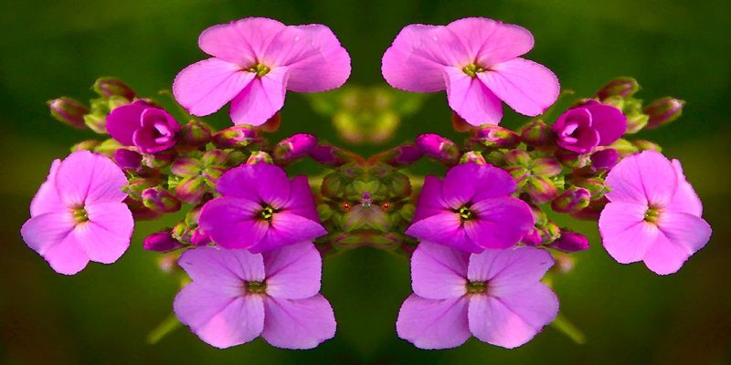 TheFlowerSentry.jpg :: Flowers have their fairies, but they need a sentry - and I think I had an inadvertent encounter with a lieutenant.