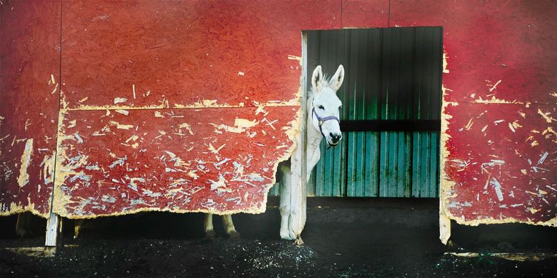 Whatanass.jpg :: While driving slowly down the back roads in eastern Ohio this donkey poked his head out from the barn and seemed to great me - I rolled down the window - he smiled and I took his picture - thinking - \