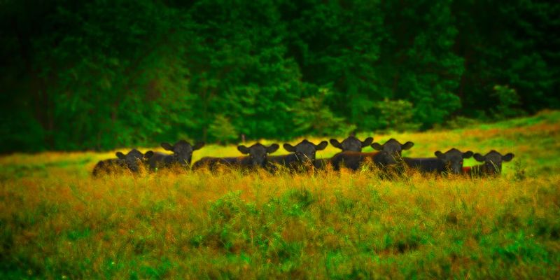 uh-o.jpg :: On a back country road, somewhere in eastern Ohio, I got out of my Jeep to capture the images of an old barn.  Did you ever have that feeling you were being watched.  Well as I cautiously turned to see what was burning a hole in the back of my neck - I was greeted by this, I wonder if they reported me to their local homo-sapien watch group.