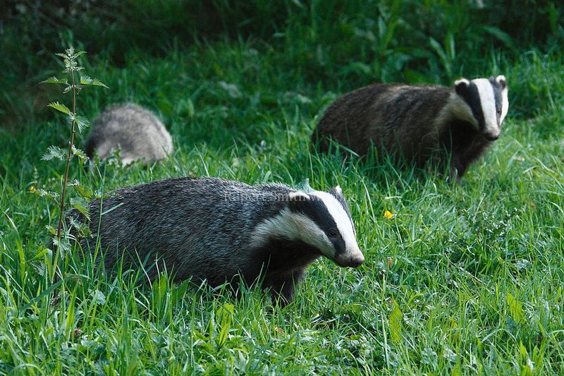 2 Badgers.jpg :: 2 badgers emerging from set on Exmoor