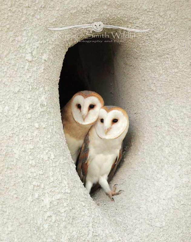 2-Barn-Owl-Babies(1).jpg