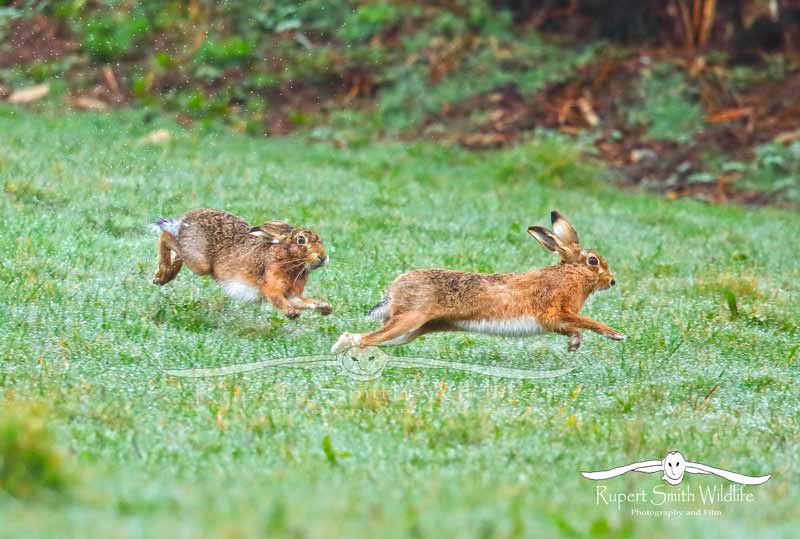 2-Hares-chasing(1).jpg