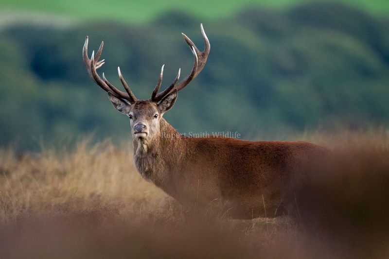 4 and 3 Stag October on Exmoor.jpg