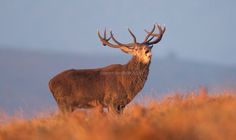 5 and 4 Red Deer Stag Bolves in Autumn.jpg
