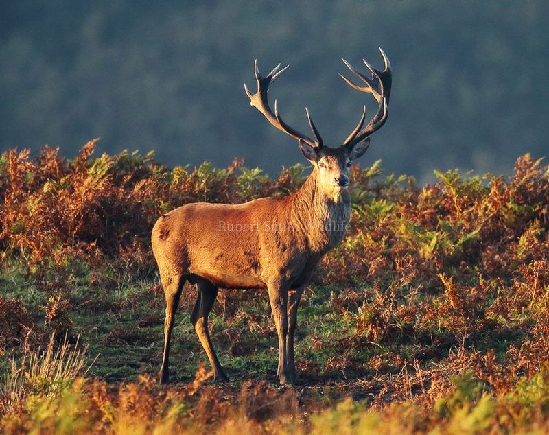 6 and 5 Stag in Golden sun- Exmoor.jpg
