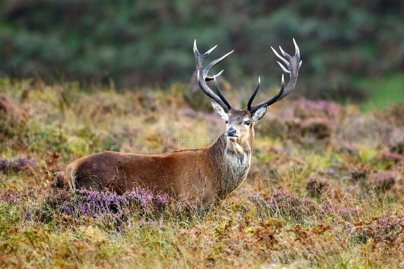6 and 5 Stag in purple heather - Exmoor.jpg