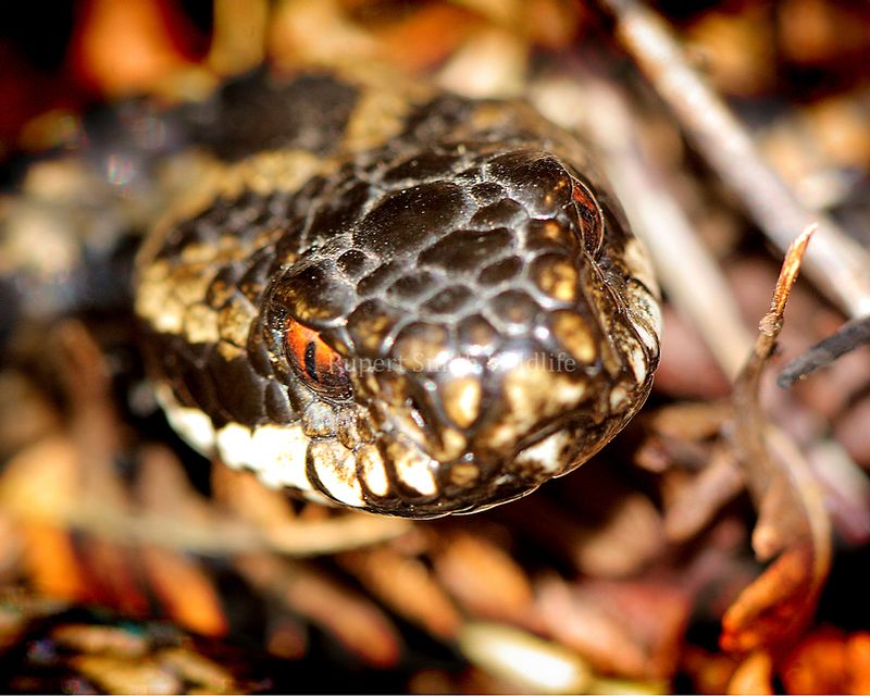 Adder on Exmoor.jpg :: Beautiful female adder found near hibernaculum on Exmoor. It is said that adders and snakes are more docile when emerging from hibernation but in my experience you have to be just as careful all year round. 