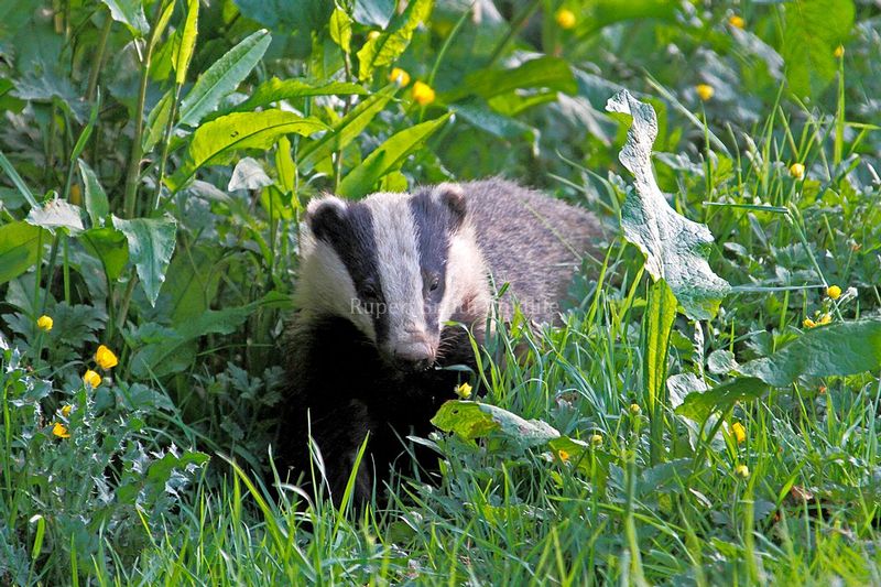 Badger in docks.jpg