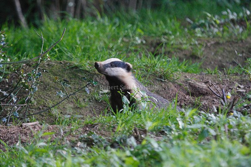 Badger sniffing air at set.jpg