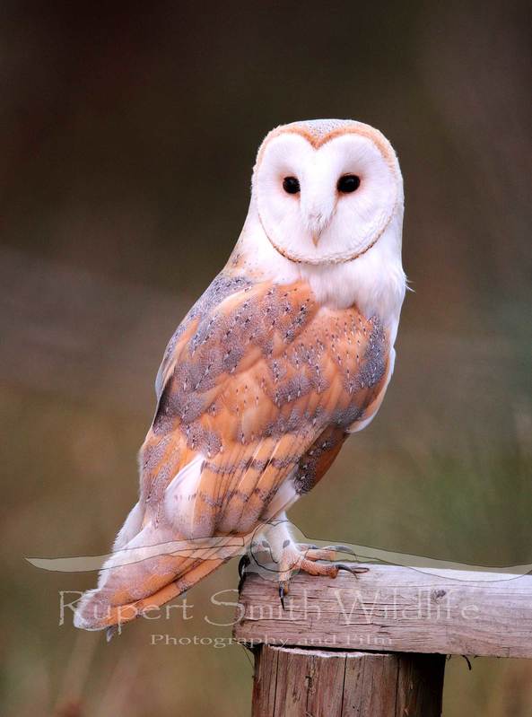 Barn-Owl-on-fence.jpg