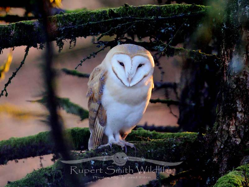 Barn-owl-golden-in-tree.jpg