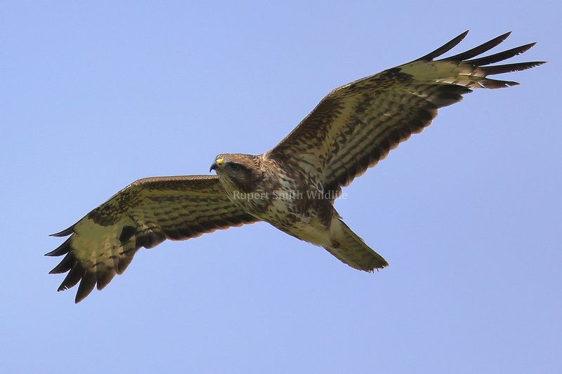 Buzzard soaring 2.jpg
