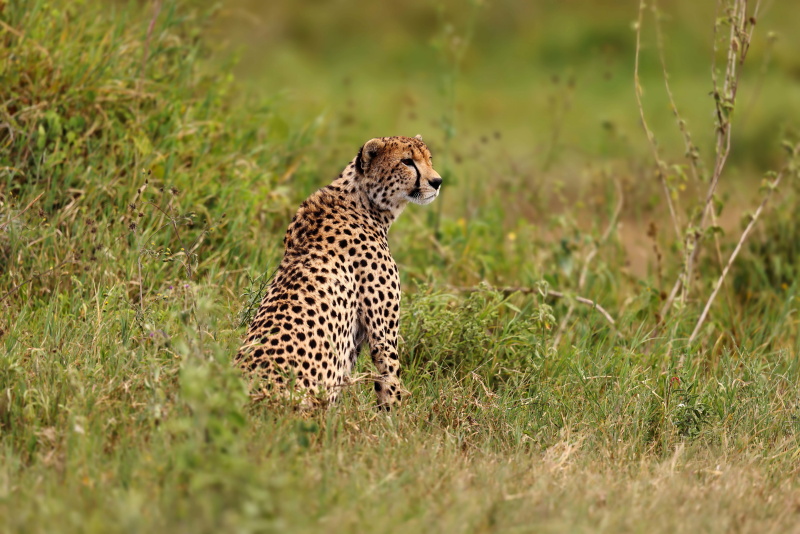 Cheetah 0C4A50921.jpg