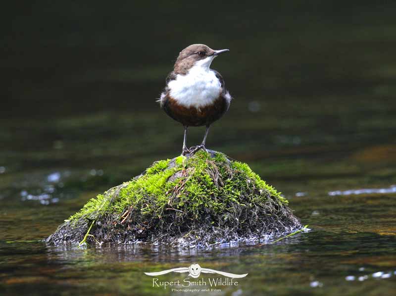 Dipper-on-the-River-Exe(1).jpg