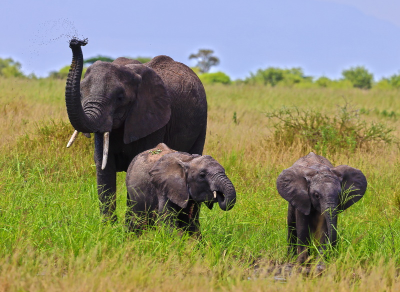 Elephant Family -1.jpg