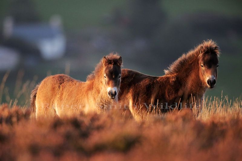 Exmoor Ponies sunset on Exmoor.jpg