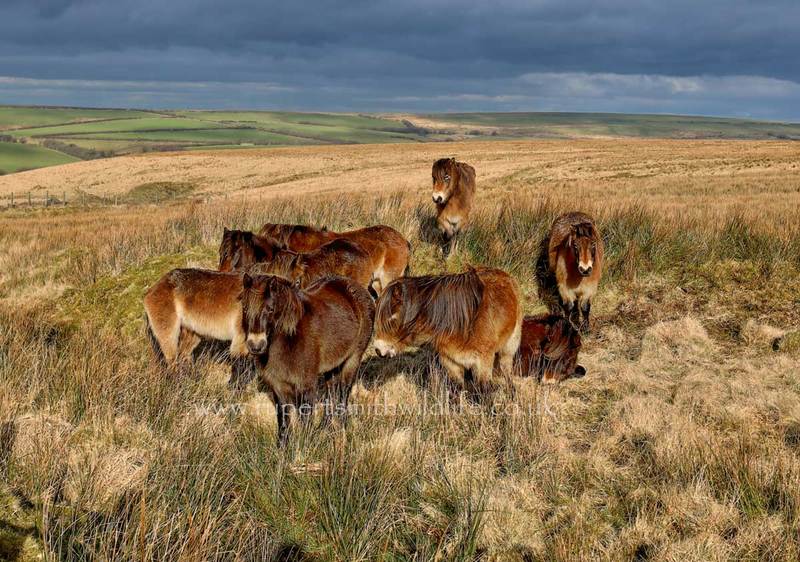 Exmoor-Ponies--The-Herd.jpg