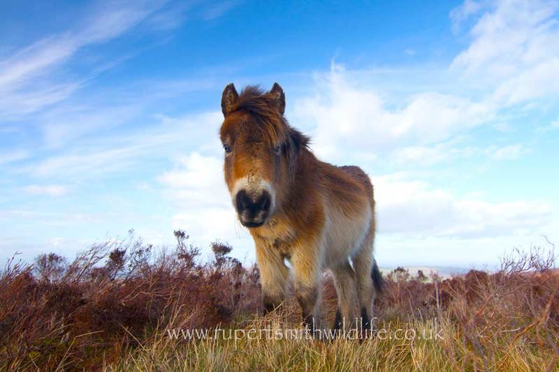 Exmoor-Pony-Close-Encounter.jpg