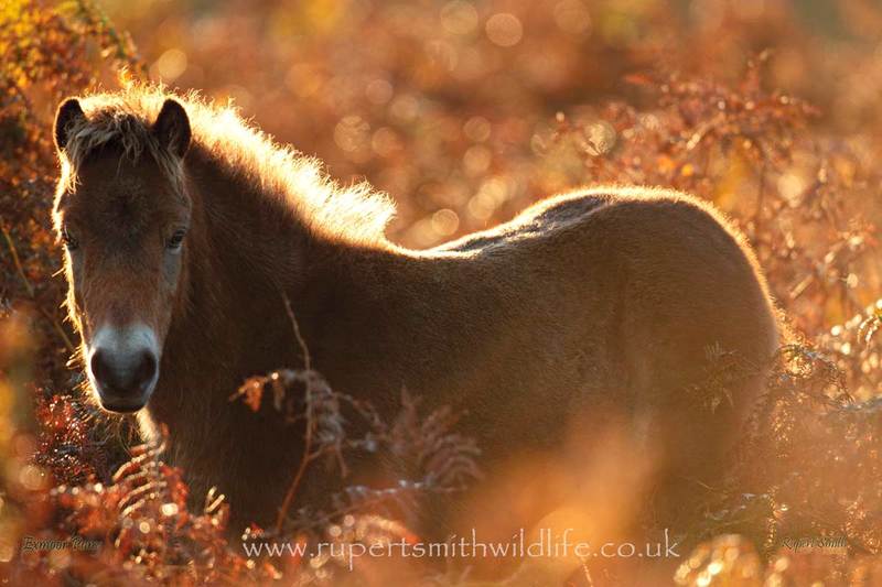 Exmoor-Pony-Golden-Sunset.jpg