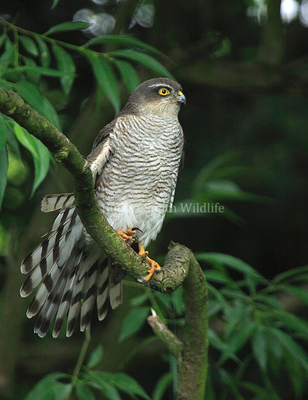 Female Sparrowhawk.jpg :: Female sparrowhawk