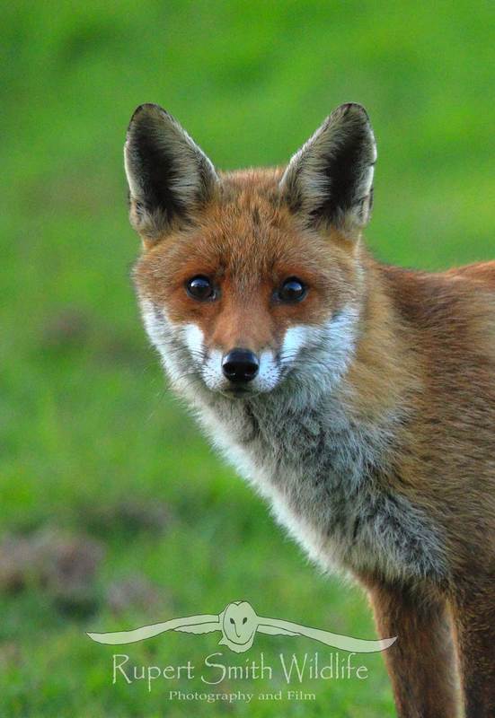 Fox-Portrait(1).jpg