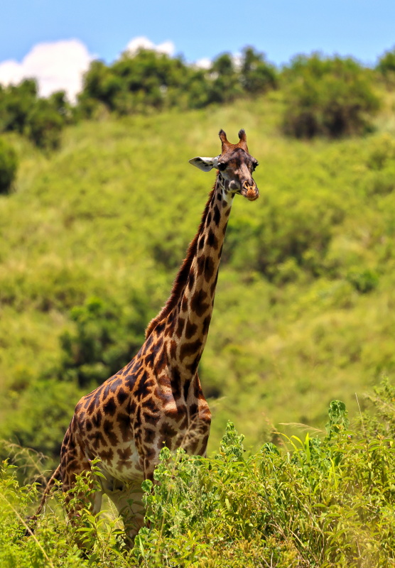 Giraffe Full Arusha  0C4A96941.jpg