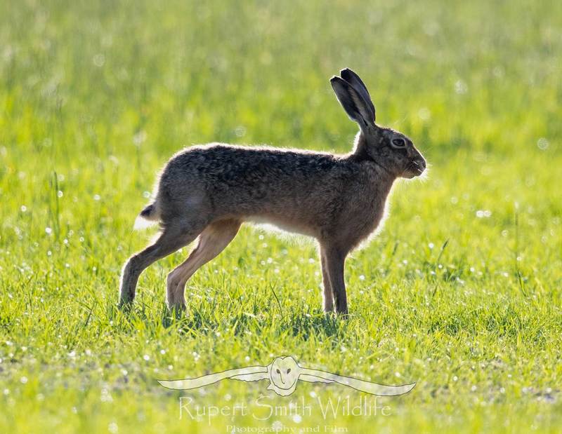 Hare-has-a-stretch.jpg