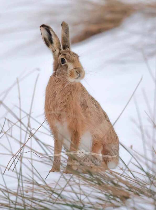 Hare-in-snow-winter.jpg