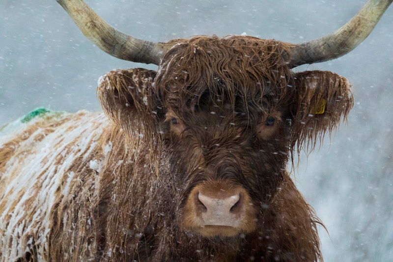 Highland-cow-snow(1).jpg