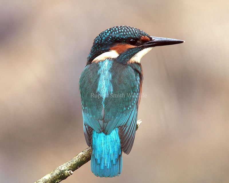 Kingfisher single.jpg