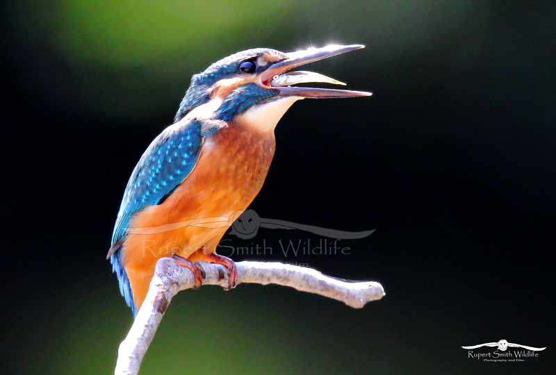 Kingfisher with fish in mouth(1).jpg