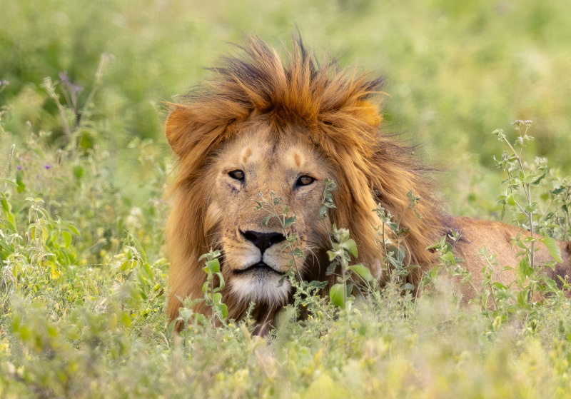 Lion Close - Serengeti 1.jpg