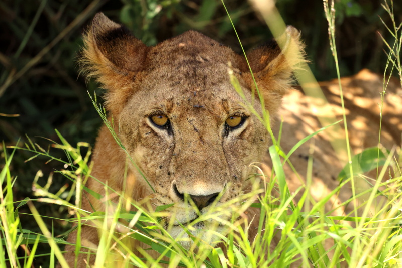 Lioness Serengeti 0C4A92121.jpg