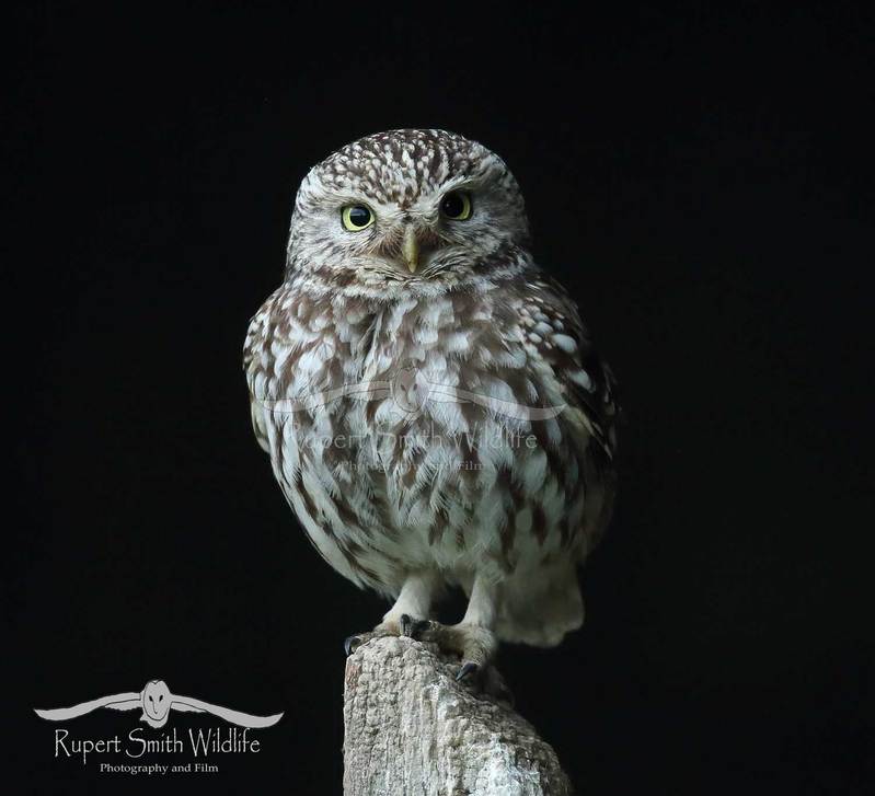 Little-owl-on-post-in-old-barn(1).jpg