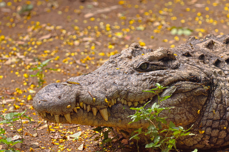 Nile Crocodile Tanzania 0C4A99991.jpg