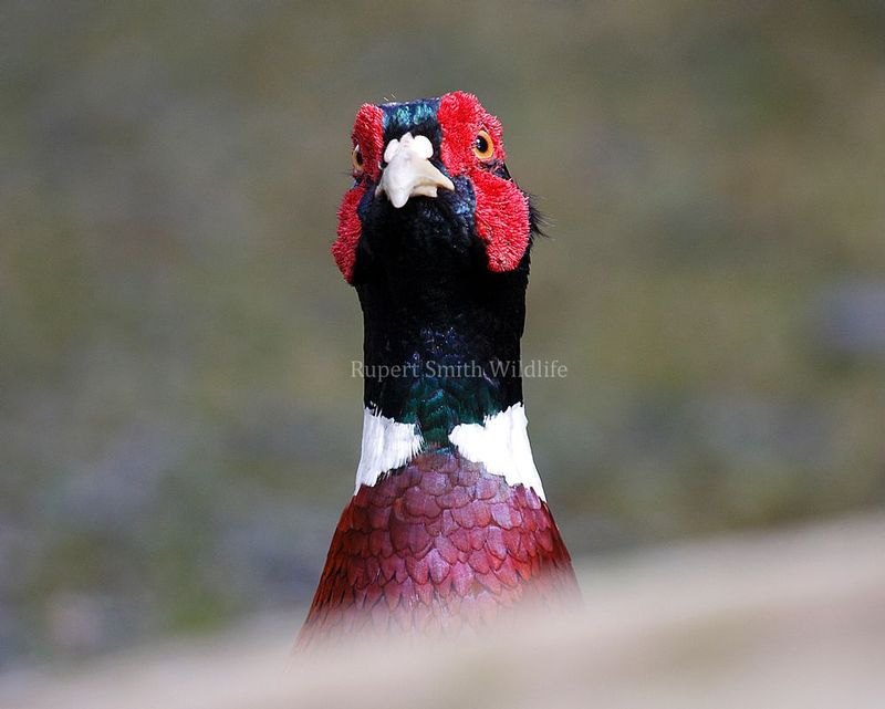 Pheasent head.jpg :: A pheasant pops its head up 