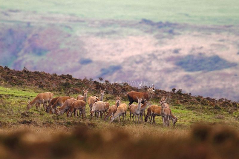 Red Deer Stag and with his hinds.jpg