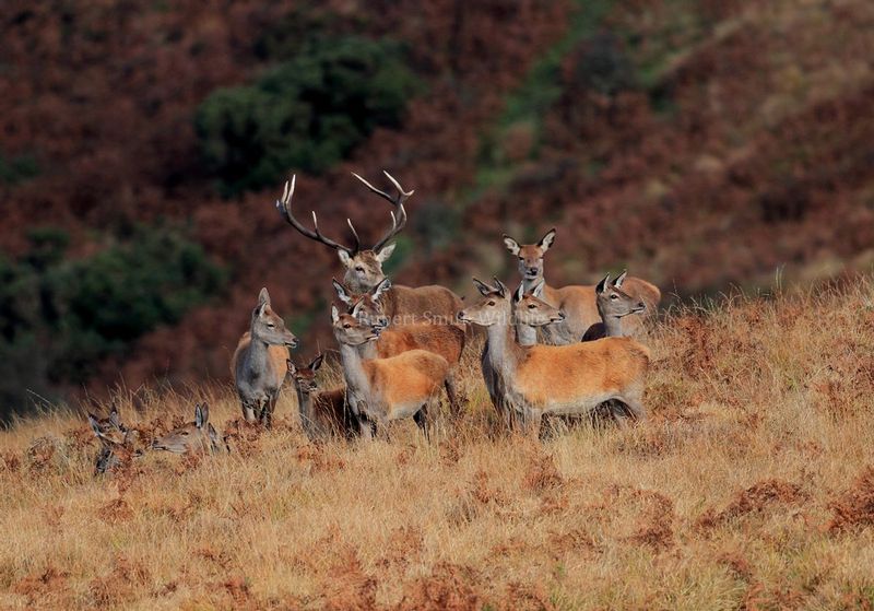 Red Deer Stag with group of hinds in October on Exmoor.jpg