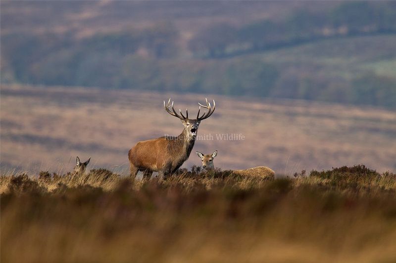 Red deer stag on Dunkery wih hind.jpg