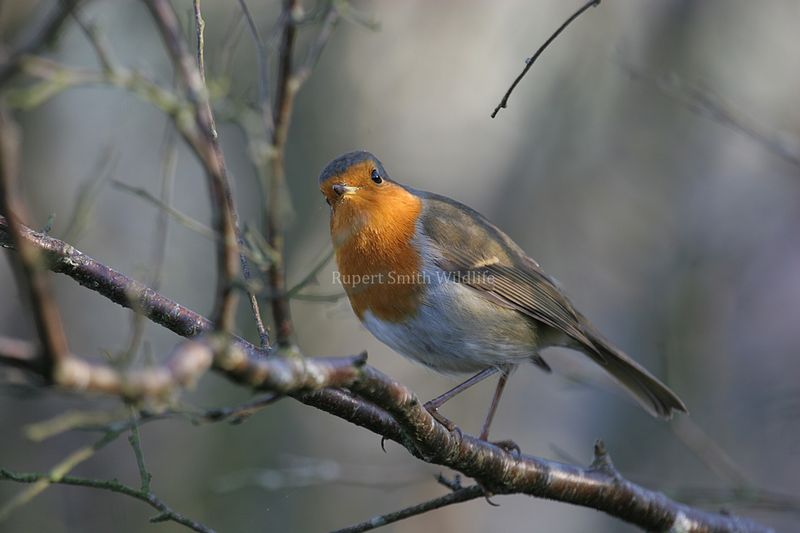 Robin on branch.jpg
