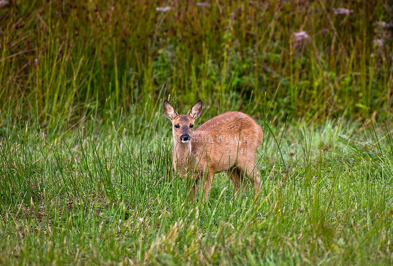 Roe Deer Fawn.jpg