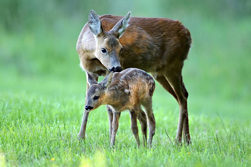 Roe Deer and fawn very close.jpg :: Roe deer with very young fawn