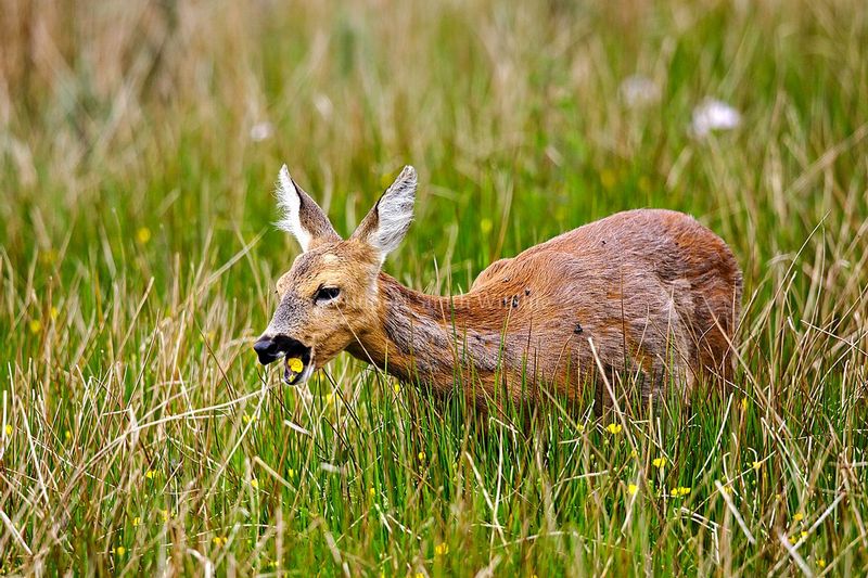 Roe buck eating buttercup.jpg :: Roe deer grazing on buttercups on farmland. Exmoor