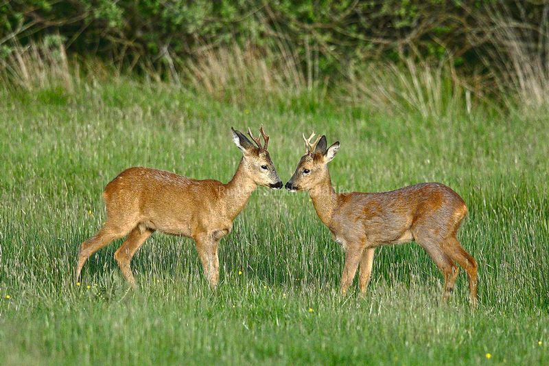 Roe bucks facing each other HDR.jpg