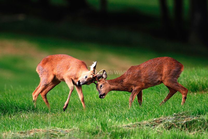 Roe bucks rut - fighting on Exmoor.jpg :: Roe buck rutting on exmoor
